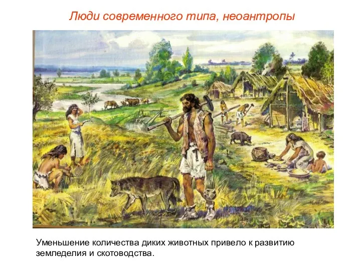 Люди современного типа, неоантропы Уменьшение количества диких животных привело к развитию земледелия и скотоводства.