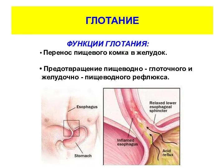 ГЛОТАНИЕ ФУНКЦИИ ГЛОТАНИЯ: Перенос пищевого комка в желудок. Предотвращение пищеводно