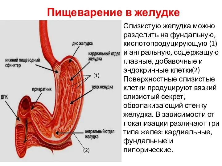 Слизистую желудка можно разделить на фундальную, кислотопродуцирующую (1) и антральную,