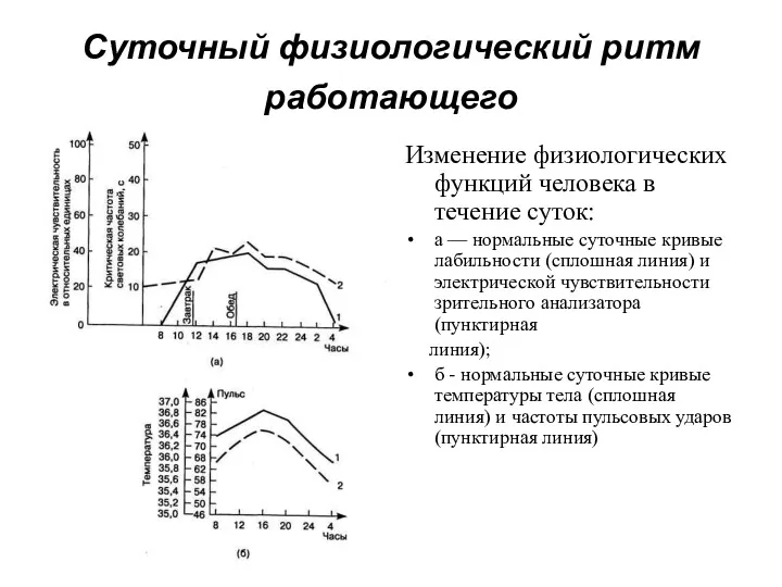 Суточный физиологический ритм работающего Изменение физиологических функций человека в течение