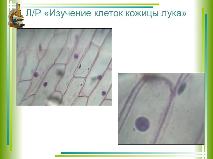 Л/Р «Изучение клеток кожицы лука»