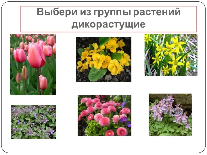 Выбери из группы растений дикорастущие
