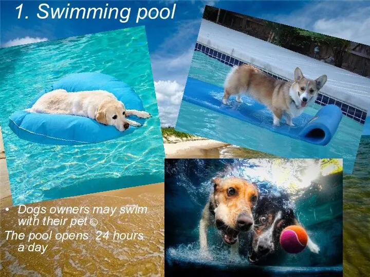 1. Swimming pool Dogs owners may swim with their pet☺