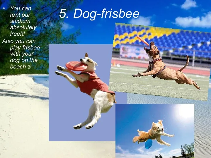 5. Dog-frisbee You can rent our stadium absolutely free!!! Also