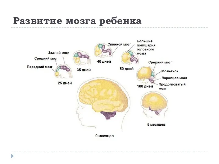 Развитие мозга ребенка