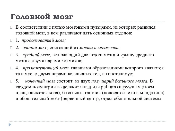 Головной мозг В соответствии с пятью мозговыми пузырями, из которых