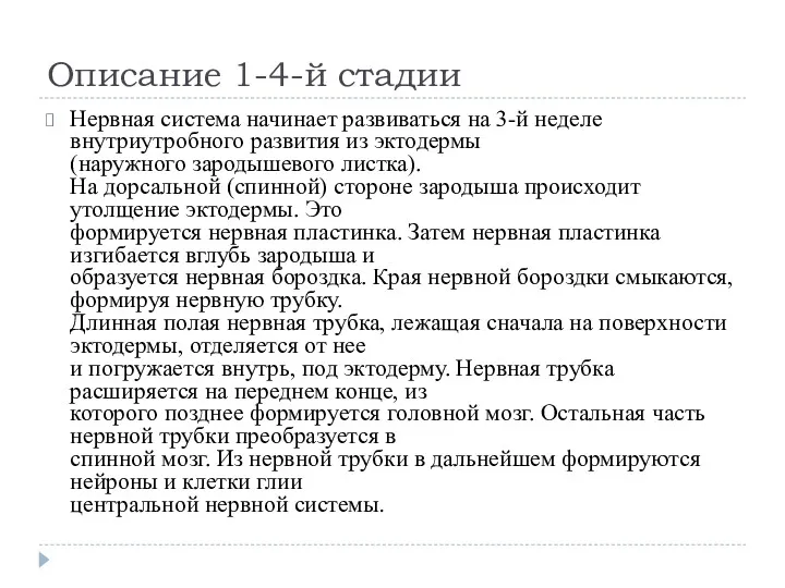 Описание 1-4-й стадии Нервная система начинает развиваться на 3-й неделе