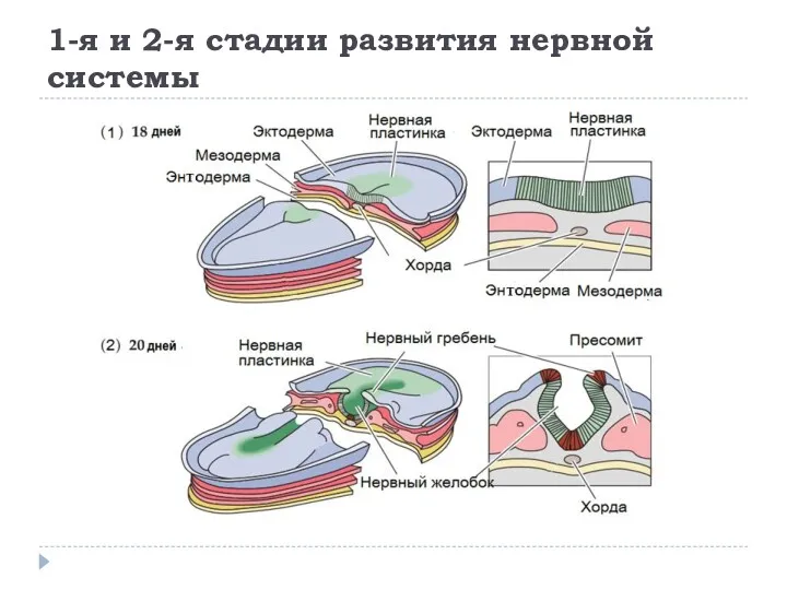 1-я и 2-я стадии развития нервной системы