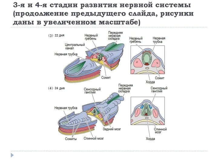3-я и 4-я стадии развития нервной системы (продолжение предыдущего слайда, рисунки даны в увеличенном масштабе)