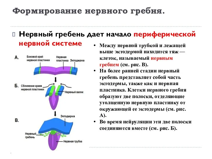 Формирование нервного гребня. Нервный гребень дает начало периферической нервной системе