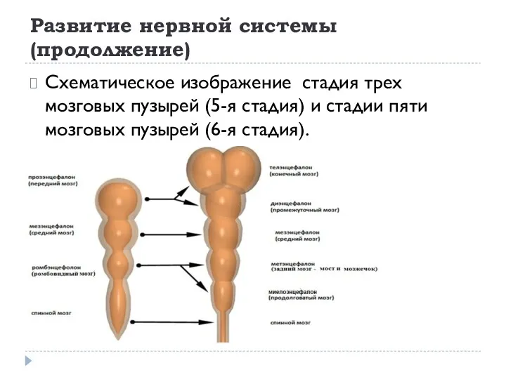 Развитие нервной системы(продолжение) Схематическое изображение стадия трех мозговых пузырей (5-я