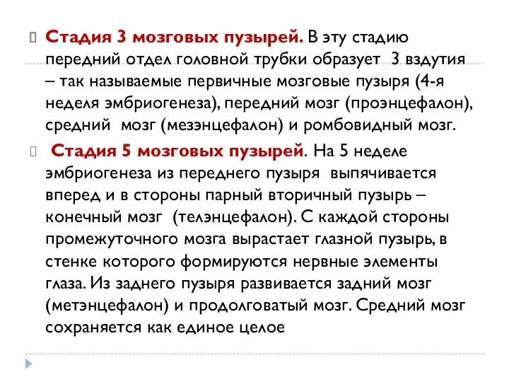 Стадия 3 мозговых пузырей. В эту стадию передний отдел головной