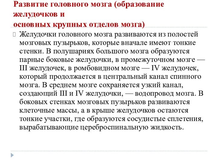 Развитие головного мозга (образование желудочков и основных крупных отделов мозга)