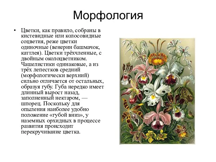 Морфология Цветки, как правило, собраны в кистевидные или колосовидные соцветия,