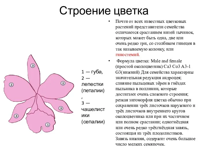 Строение цветка Почти от всех известных цветковых растений представители семейства