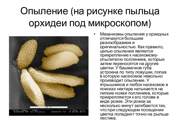 Опыление (на рисунке пыльца орхидеи под микроскопом) Механизмы опыления у