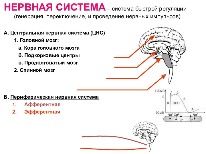 НЕРВНАЯ СИСТЕМА – система быстрой регуляции (генерация, переключение, и проведение