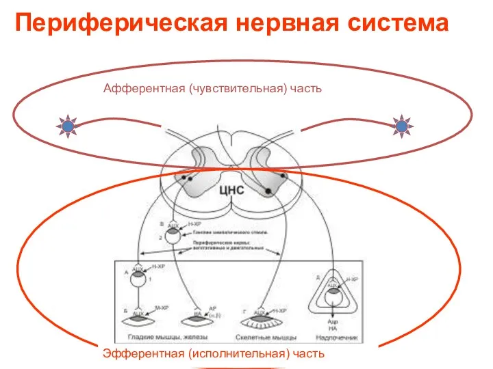 Периферическая нервная система Афферентная (чувствительная) часть Эфферентная (исполнительная) часть