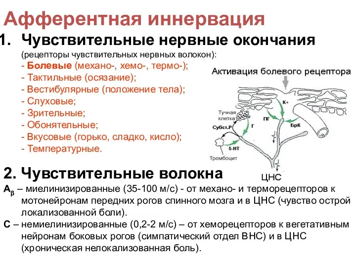 Афферентная иннервация Чувствительные нервные окончания (рецепторы чувствительных нервных волокон): -