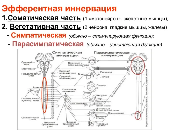 Эфферентная иннервация 1.Соматическая часть (1 «мотонейрон»: скелетные мышцы); 2. Вегетативная