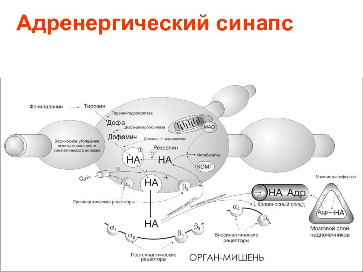 Адренергический синапс