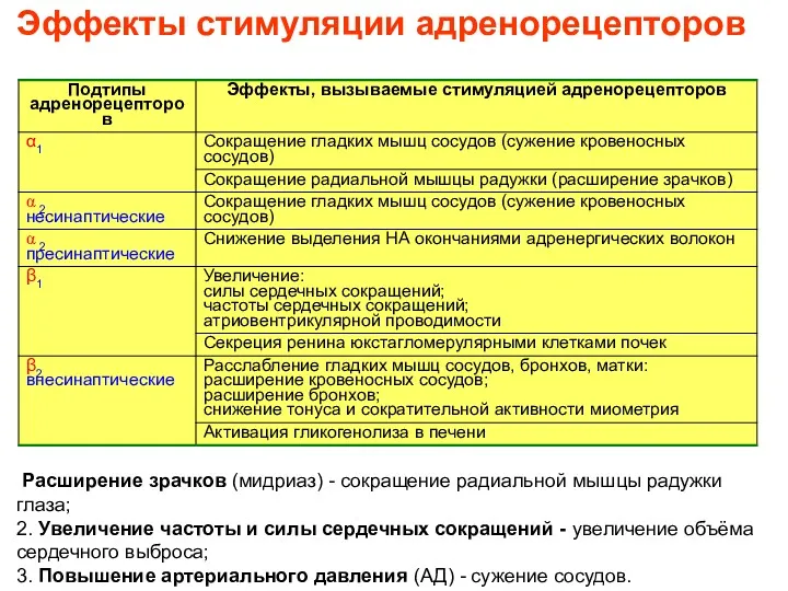 Эффекты стимуляции адренорецепторов Расширение зрачков (мидриаз) - сокращение радиальной мышцы