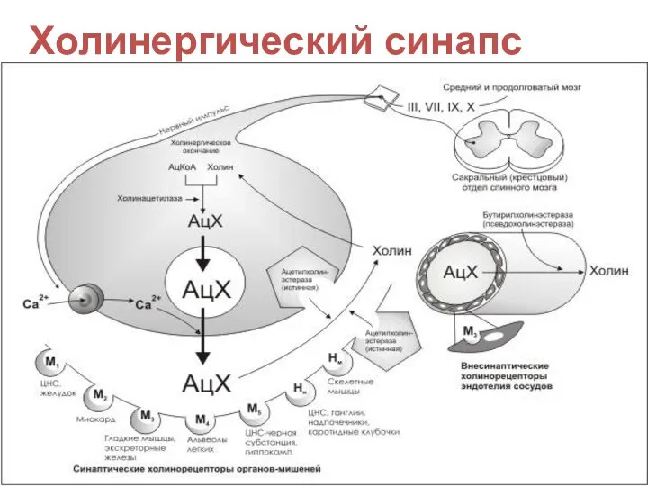 Холинергический синапс