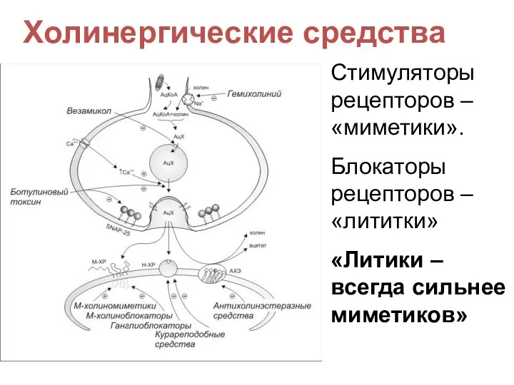 Холинергические средства Стимуляторы рецепторов – «миметики». Блокаторы рецепторов – «лититки» «Литики – всегда сильнее миметиков»