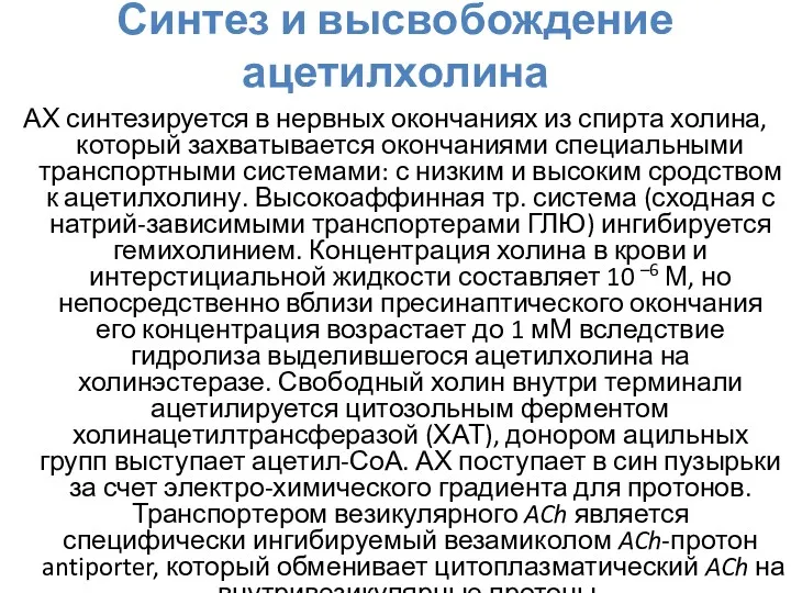 Синтез и высвобождение ацетилхолина АХ синтезируется в нервных окончаниях из