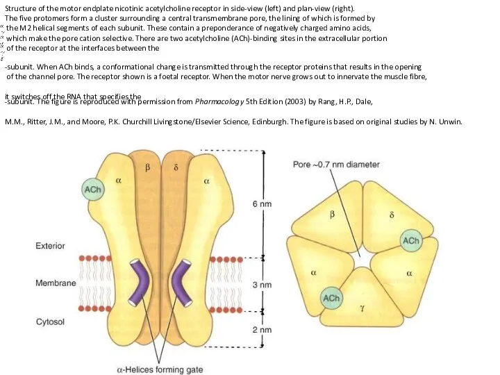 Structure of the motor endplate nicotinic acetylcholine receptor in side-view