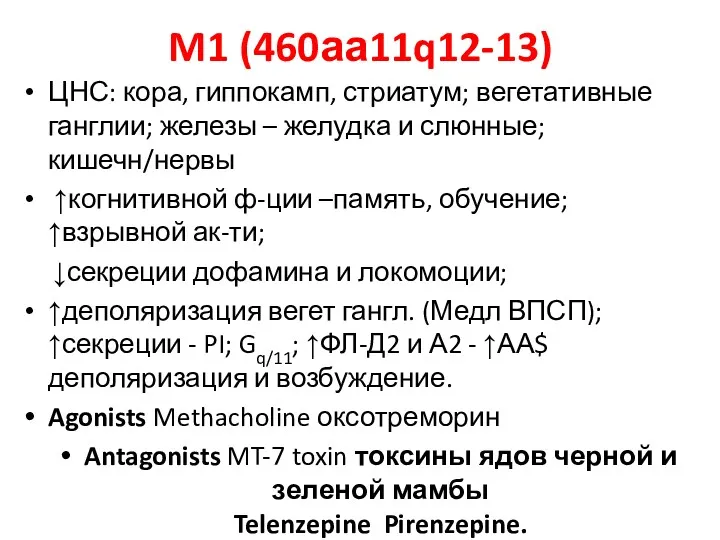M1 (460аа11q12-13) ЦНС: кора, гиппокамп, стриатум; вегетативные ганглии; железы –