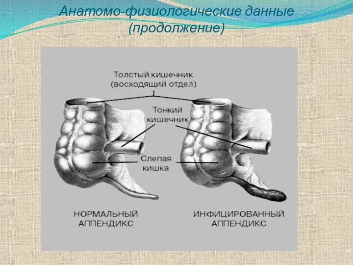 Анатомо-физиологические данные(продолжение)