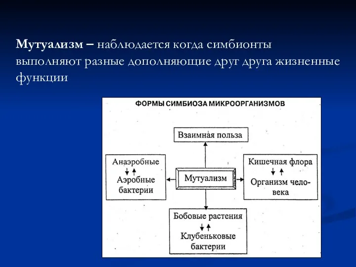 Мутуализм – наблюдается когда симбионты выполняют разные дополняющие друг друга жизненные функции