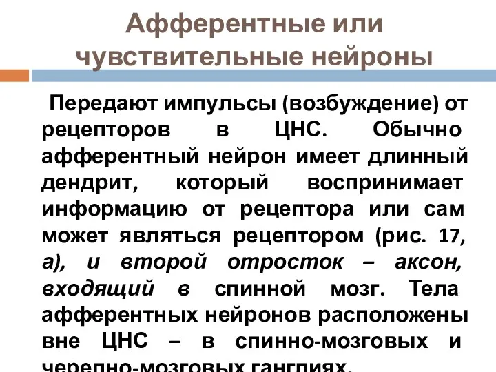 Афферентные или чувствительные нейроны Передают импульсы (возбуждение) от рецепторов в