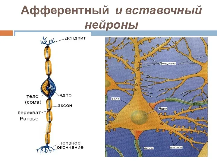 Афферентный и вставочный нейроны