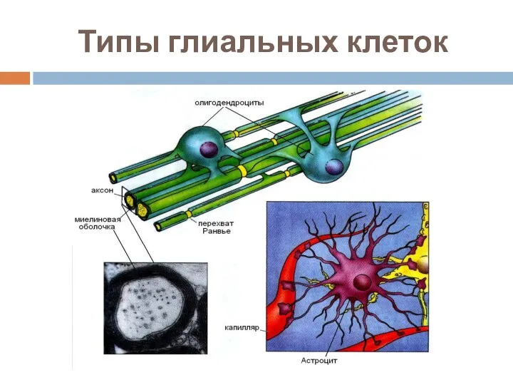 Типы глиальных клеток