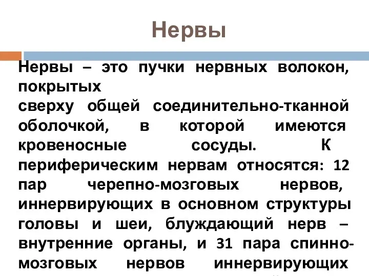 Нервы Нервы – это пучки нервных волокон, покрытых сверху общей