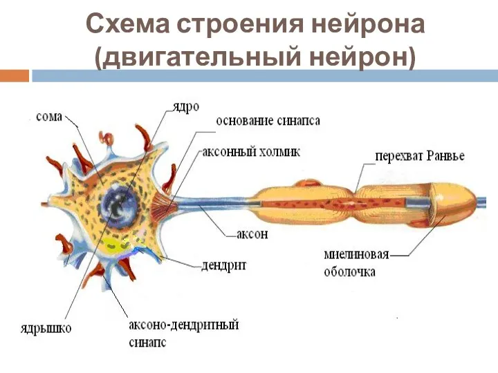 Схема строения нейрона (двигательный нейрон)