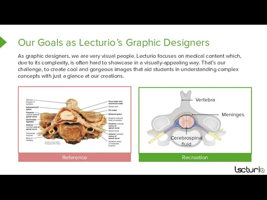 As graphic designers, we are very visual people. Lecturio focuses on medical content