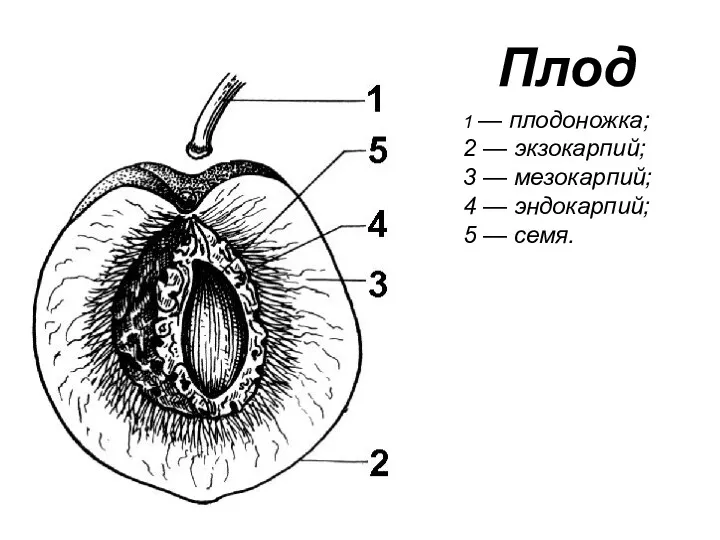Плод ​1 — плодоножка; 2 — экзокарпий; 3 — мезокарпий; 4 — эндокарпий; 5 — семя.