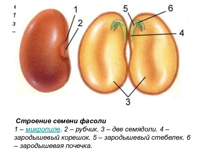 Строение семени фасоли ​1 – микропиле. 2 – рубчик. 3