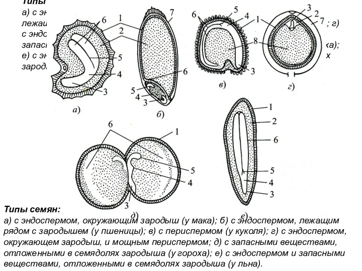 Типы семян: ​а) с эндоспермом, окружающим зародыш (у мака); б) с эндоспермом, лежащим