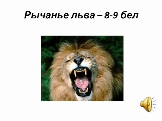 Рычанье льва – 8-9 бел