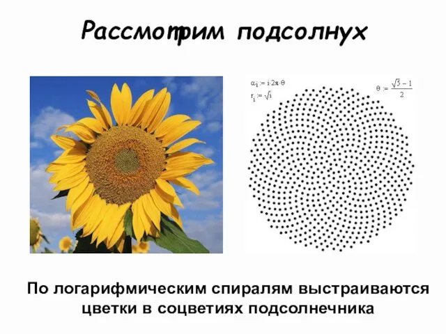 Рассмотрим подсолнух По логарифмическим спиралям выстраиваются цветки в соцветиях подсолнечника