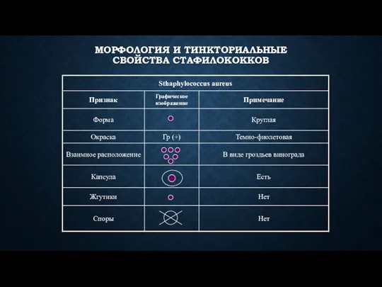 МОРФОЛОГИЯ И ТИНКТОРИАЛЬНЫЕ СВОЙСТВА СТАФИЛОКОККОВ