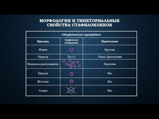 МОРФОЛОГИЯ И ТИНКТОРИАЛЬНЫЕ СВОЙСТВА СТАФИЛОКОККОВ