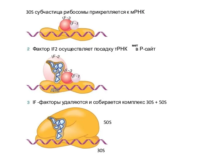 30S субчастица рибосомы прикрепляется к мРНК Фактор IF2 осуществляет посадку