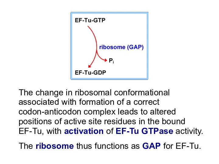 The change in ribosomal conformational associated with formation of a