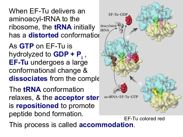 When EF-Tu delivers an aminoacyl-tRNA to the ribosome, the tRNA