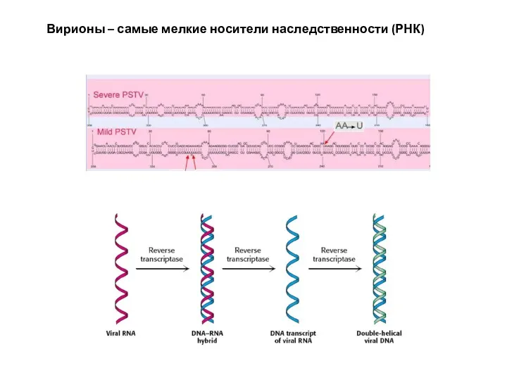 Вирионы – самые мелкие носители наследственности (РНК)